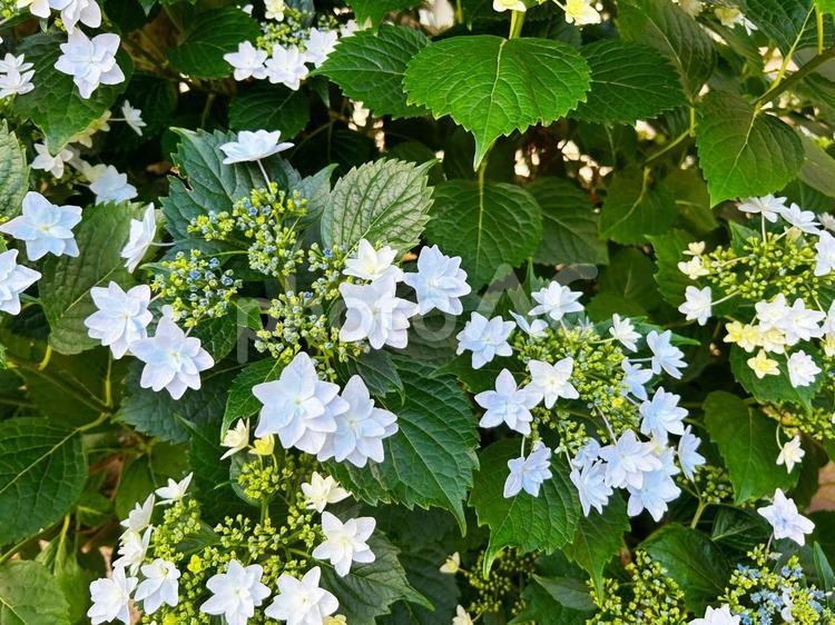 ガクアジサイ（額紫陽花） ガクアジサイ,がくあじさい,額紫陽花の写真素材
