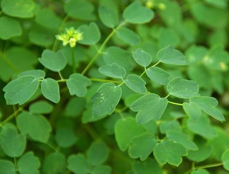 アキカラマツ アキカラマツ,秋唐松,タカトウグサの写真素材