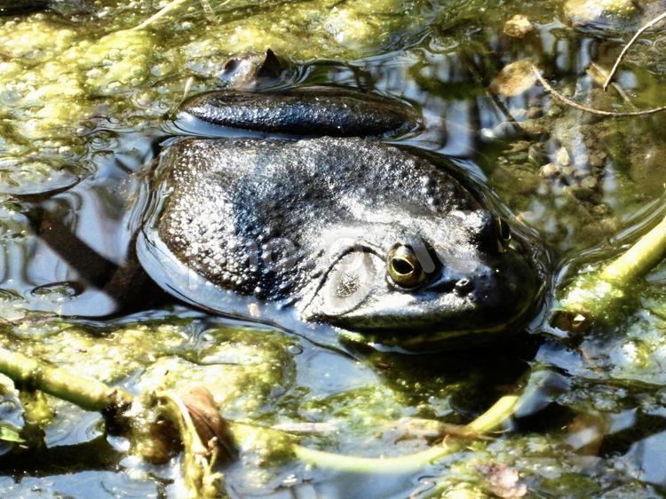 水辺に浸かるウシガエル 爬虫類,ウシガエル,川辺の写真素材