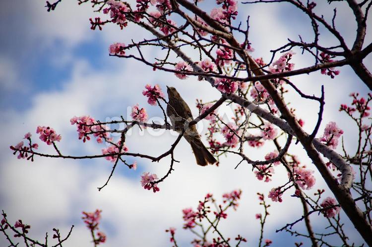 ３月の梅の木と鳥 梅,木,鳥の写真素材