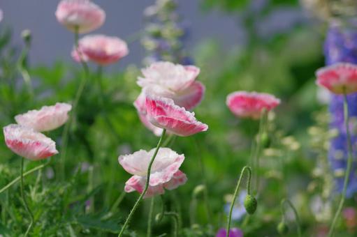 ケシの花 ケシ,花,ピンクの写真素材