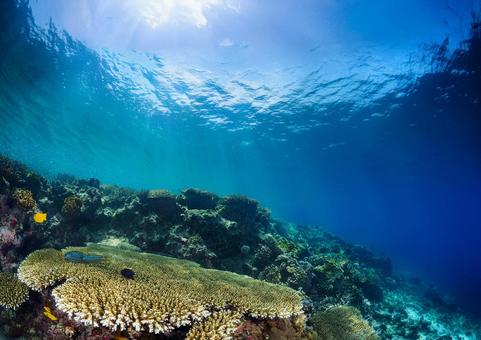 海のサンゴ礁 海のサンゴ礁の写真