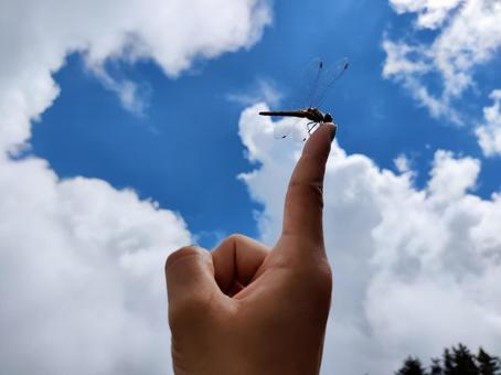 先に止まるトンボと青い空 先に止まるトンボと青い空 トンボ,赤とんぼ,蜻蛉の写真素材