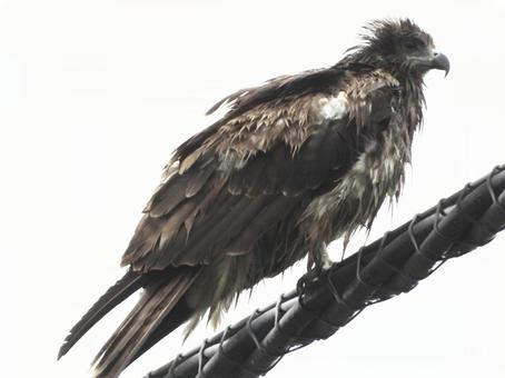 Black Kite soaked in the rain, JPG