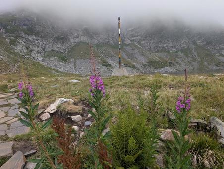 ヤナギランの写真