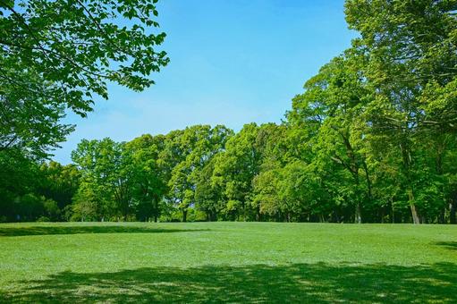 緑の公園 緑の公園 森,緑,木の写真素材
