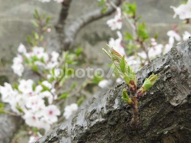 春　ソメイヨシノ桜葉の息吹 春,花,さくらの写真素材
