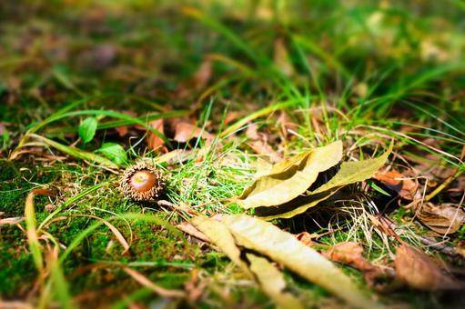 落ち葉とどんぐり 落ち葉,秋,どんぐりの写真素材