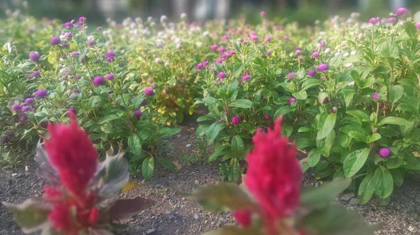 赤塚公園のケイトウ 赤塚公園のケイトウの写真