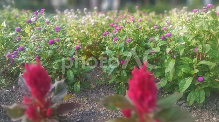 赤塚公園のケイトウ 赤塚公園,ケイトウ,夏の花の写真素材