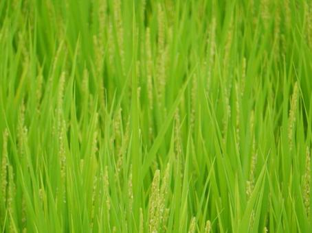 【風景写真】田んぼの風景 【風景写真】田んぼの風景の写真