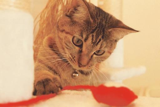 Close-up of a playing tabby cat, JPG