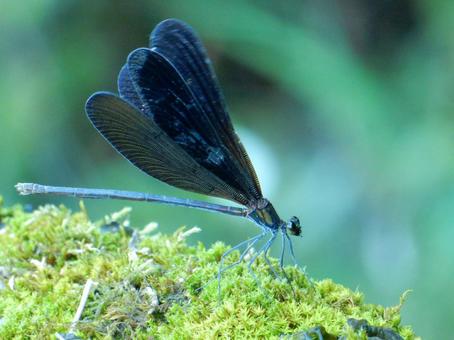 【昆虫写真】ハグロトンボ（羽黒蜻蛉）の写真