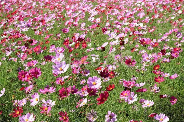 秋の花　秋桜 秋,秋の花,コスモスの写真素材