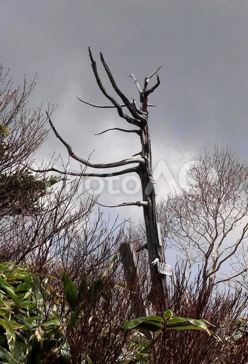 枯れ木 枯れ木,古木,木の写真素材