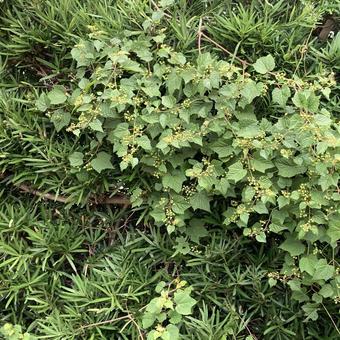 緑 緑 緑,マキ,ツルの写真素材