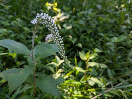 オカトラノオ オカトラノオ フラワー,flower,景色の写真素材