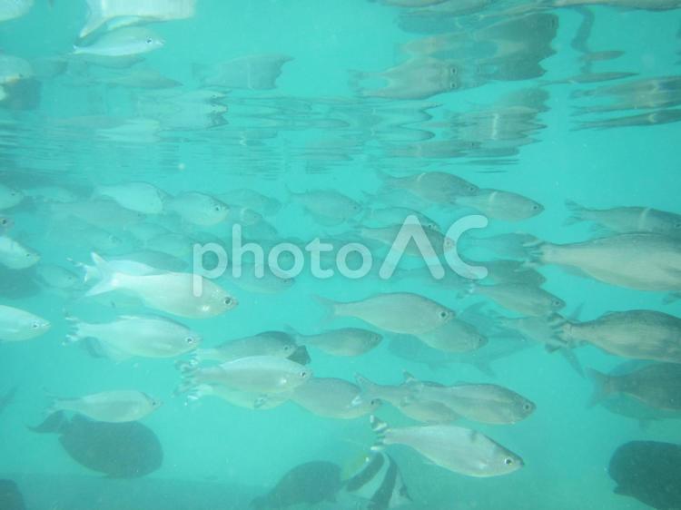 タヒチ　ビーチリゾート　熱帯魚 タヒチ,ビーチ,リゾートの写真素材