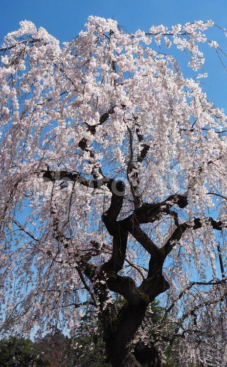 弘前城公園の枝垂桜 桜,春,枝垂桜の写真素材