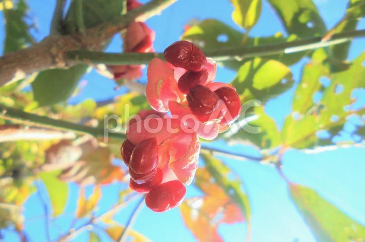 039　青空に赤とピンク あおぞら,赤色,ピンク色の写真素材