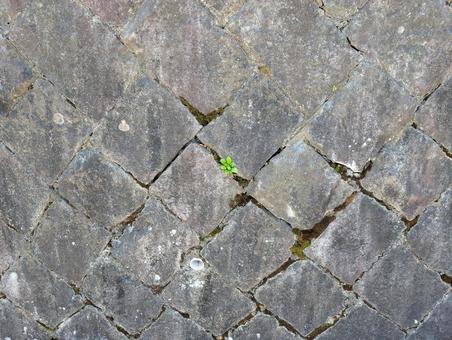 石垣の間から生える植物 石垣の間から生える植物の写真