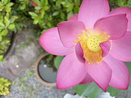 ハスの花 ハスの花の写真