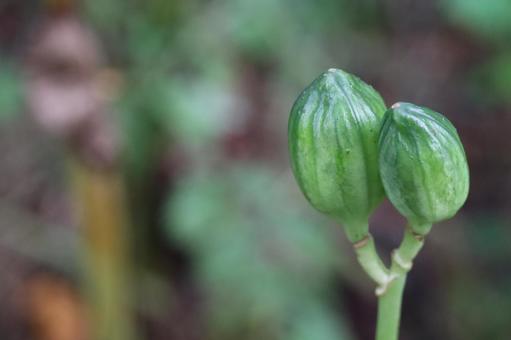 オオウバユリの実の写真