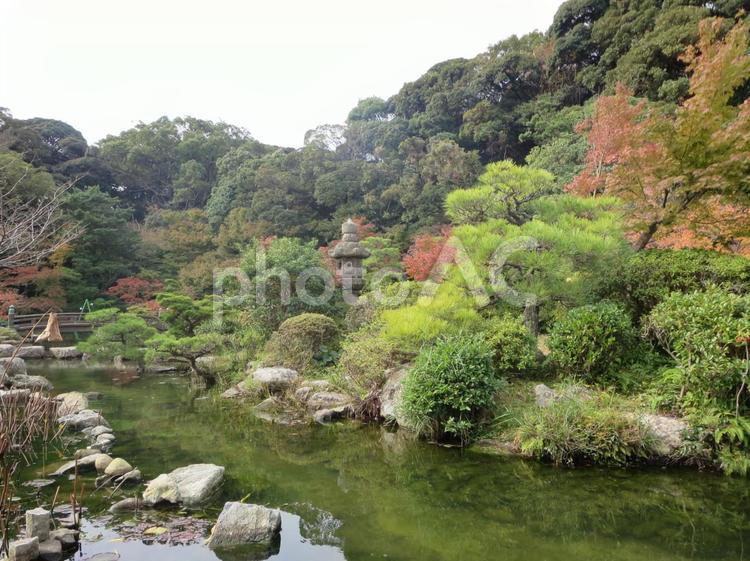 長府庭園　もみじ 秋,もみじ,モミジの写真素材