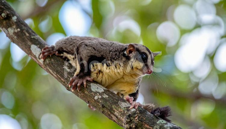 モモンガ フクロモモンガ,モモンガ,小動物の写真素材