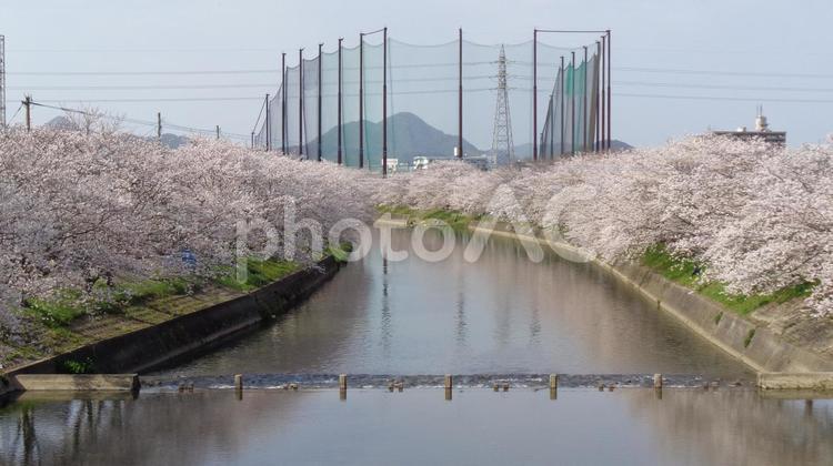 波多江の桜_09 清廉桜,並木道,糸島市の写真素材