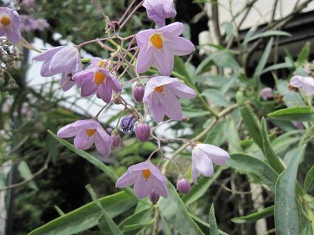 Photo, blooming landscape, corymbose, corolla, 