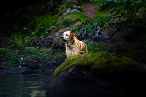 Dog standing by the water, JPG