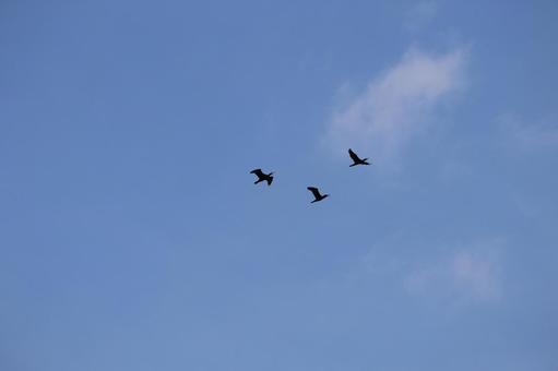 青空と3羽の黒いウが飛ぶ空の風景 青空と3羽の黒いウが飛ぶ空の風景の写真