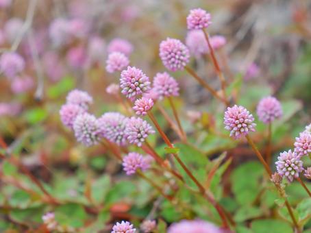 Photo, heiwarusobasa, flower, flour, 