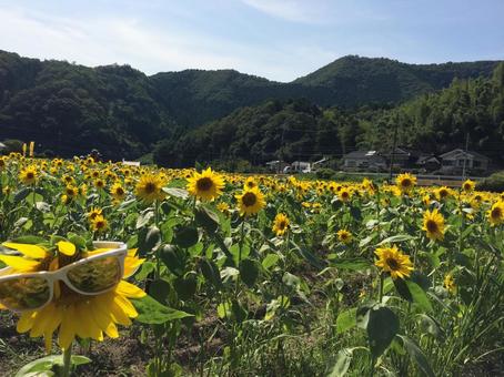 ひまわり畑 ひまわり畑 ひまわり,向日葵,黄色の写真素材
