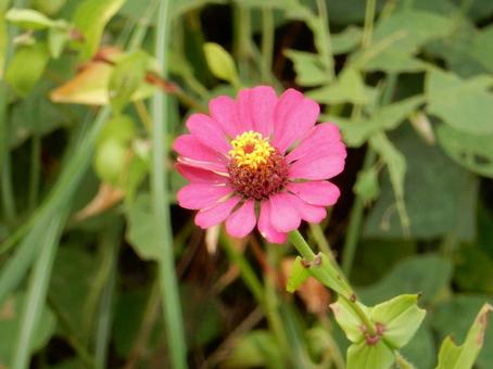 【花の写真】 ヒャクニチソウ（百日草）の写真