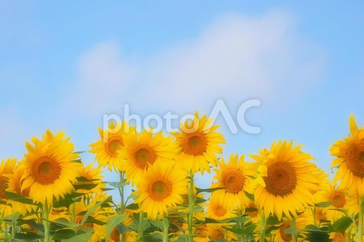向日葵 自然,夏,植物の写真素材