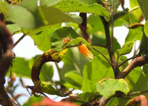 羽を乾かすテントウムシ テントウムシ,ナミテントウ,昆虫の写真素材