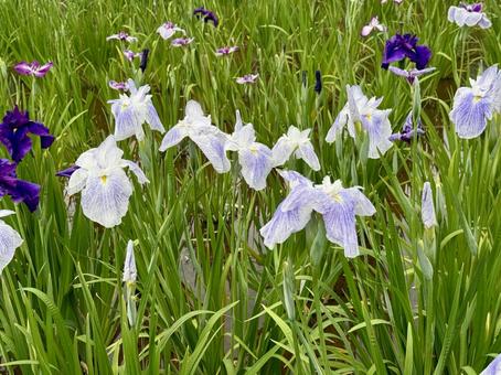 堀切菖蒲園 曇り空の下咲き誇る花菖蒲 堀切菖蒲園 曇り空の下咲き誇る花菖蒲 癒し,壁紙,花畑の写真素材