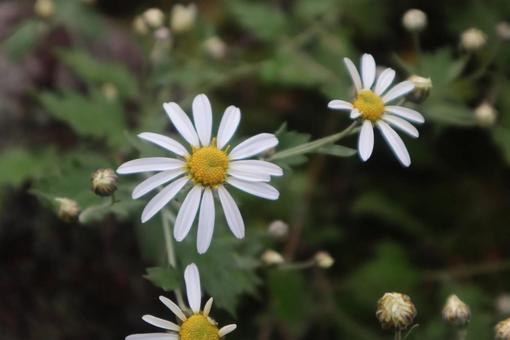ひたむき 野路菊,花,flowerの写真素材