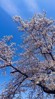 桜 桜の写真