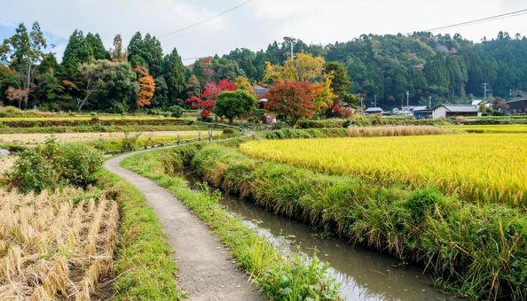 稲穂が実る田園風景 稲穂が実る田園風景の写真