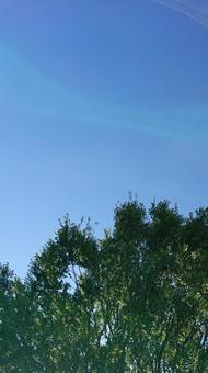 Photo, wood, sunny day, blue sky, 