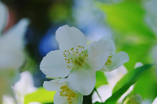 梅花空木 バイカウツギ 白い花 夏の花 梅花空木 バイカウツギ 白い花 夏の花の写真