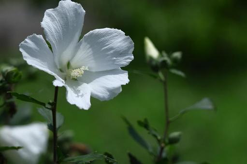 夏の茶室を彩る 夏の茶室を彩るの写真