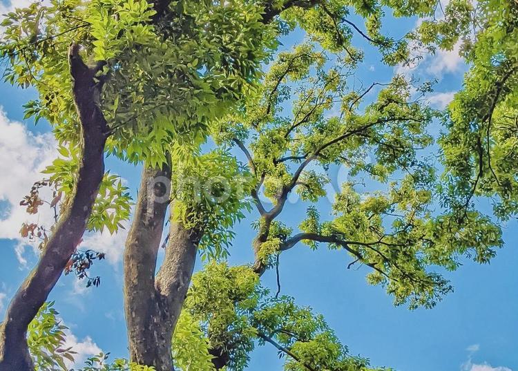 青空を背景にした新緑の木 青空,新緑,緑の写真素材