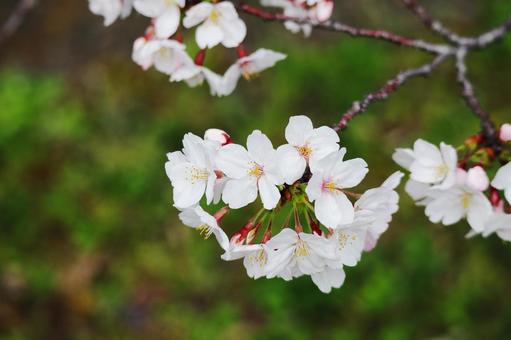 桜の花 桜の花 桜,花,花びらの写真素材
