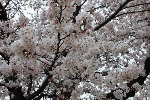 サクラ7 サクラ7 サクラ,桜,春の写真素材