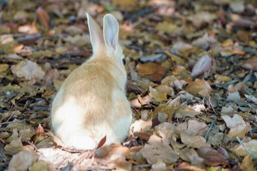 大久野島　野ウサギ708 うさぎ,ウサギ,動物の写真素材