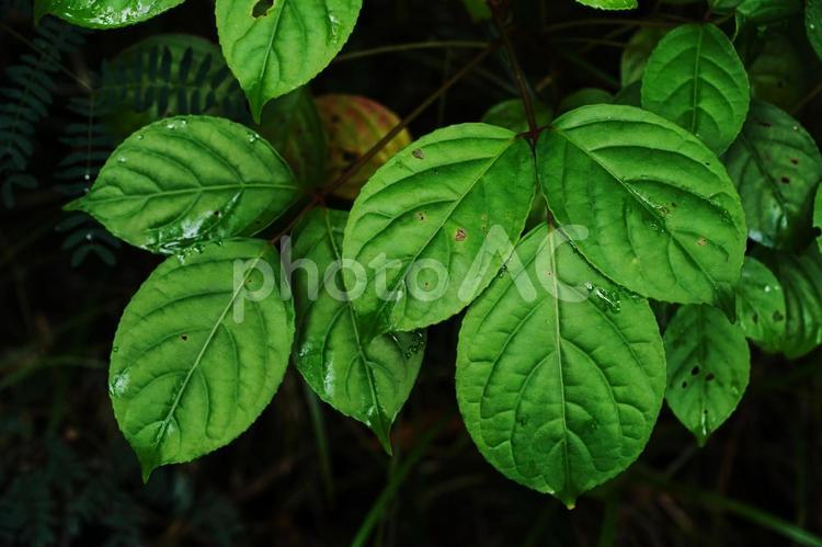 西表島の野草 野草,草,西表島の写真素材